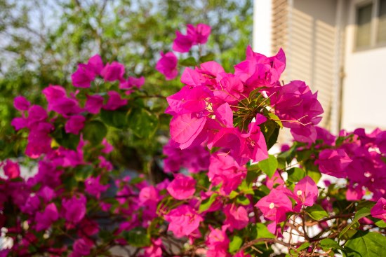 Buganvilla en flor