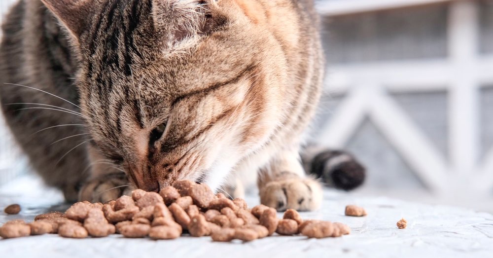 ¿Cómo funciona un comedero automático para gatos y cuáles son sus ventajas?