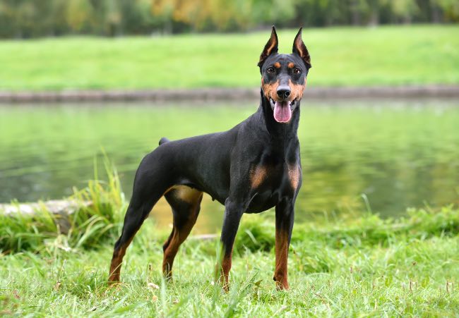 Doberman pinscher