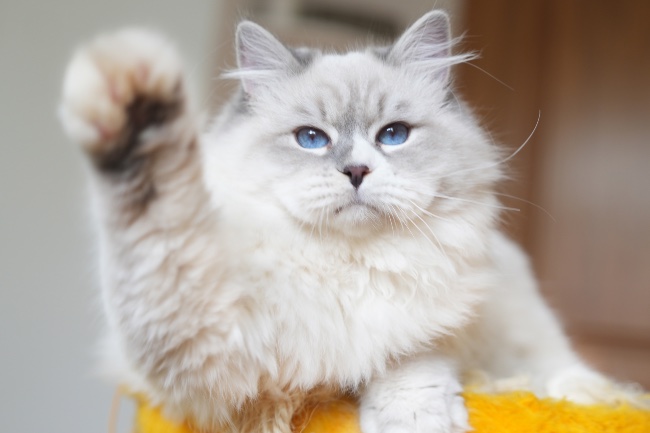 Gato en Verdecora