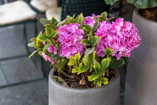 Hortensia, uno de los arbustos para macetas de exterior