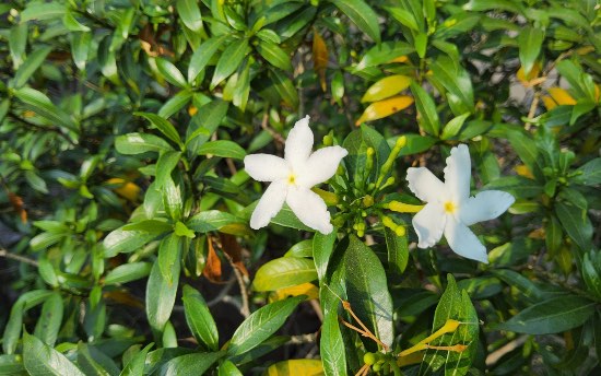 Jazmín en flor