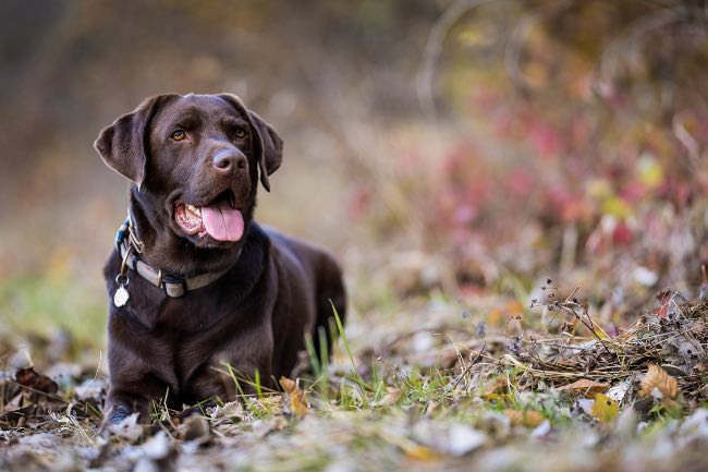 Labrador chocolate