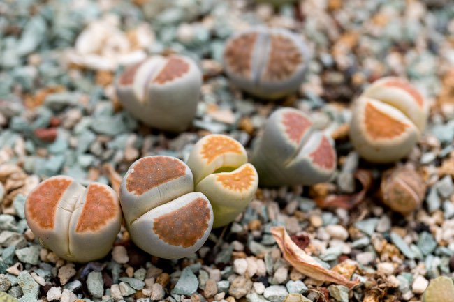 Lithops