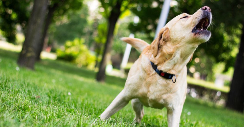 Mi perro ladra mucho: motivos y cómo actuar