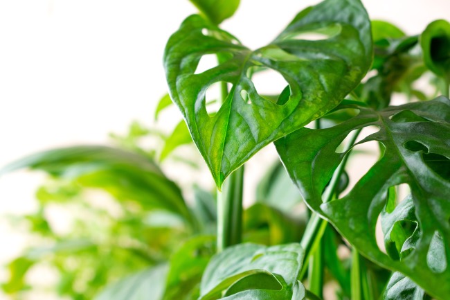 Monstera Monkey, una de las plantas exóticas de interior más llamativas