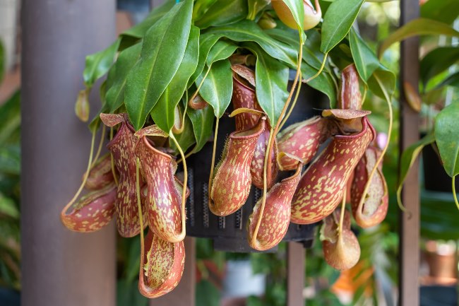 Nepenthes, una de las plantas exóticas de interior más llamativas