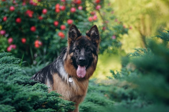Pastor alemán, una de las razas de perros inteligentes por excelencia