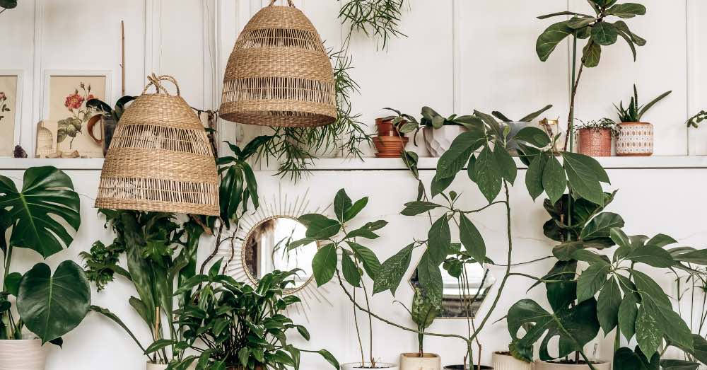 Plantas éxóticas de interior para innovar en tu decoración