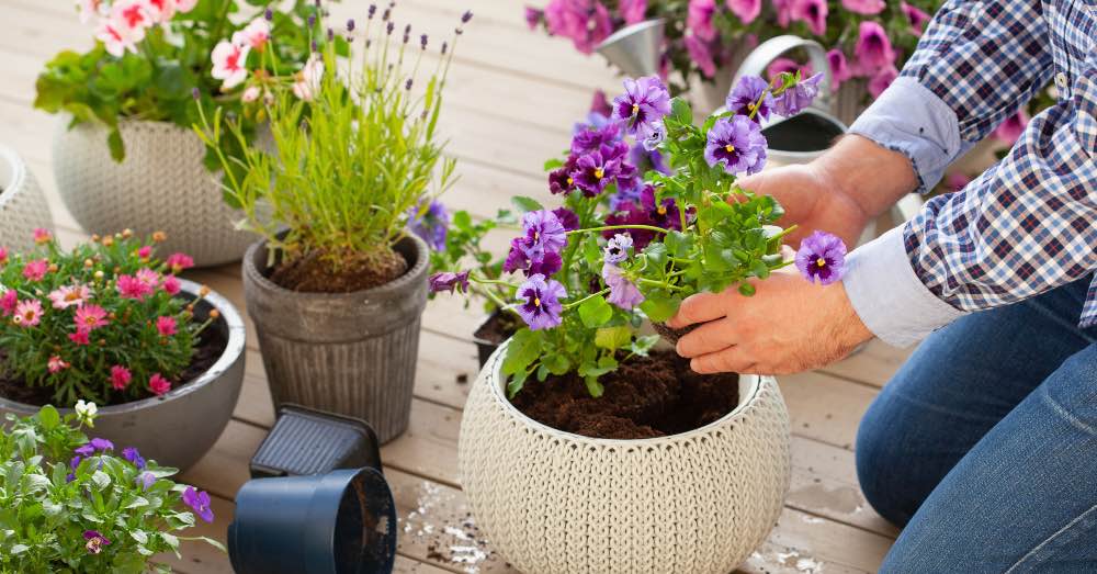 10 plantas de exterior en macetas para balcones, terrazas y patios