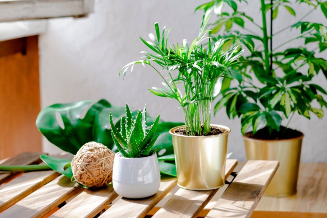 Plantas para decorar porches