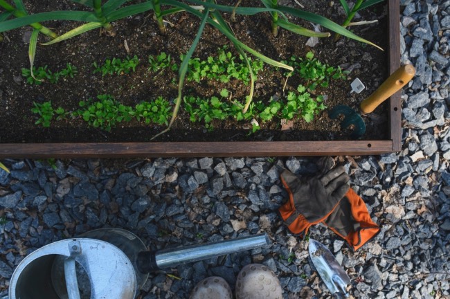 Qué plantar en marzo: huerto en Verdecora