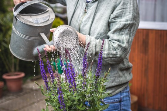 Salvia en maceta