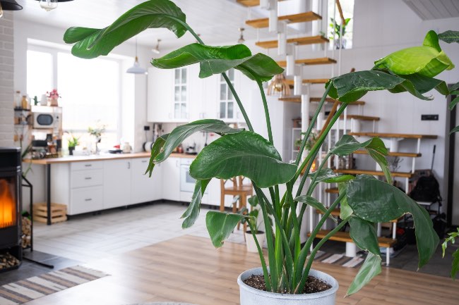 Strelitzia o Ave del Paraíso, una de las plantas raras de interior más espectaculares.