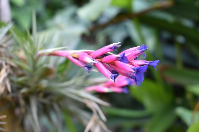 Tillandsia