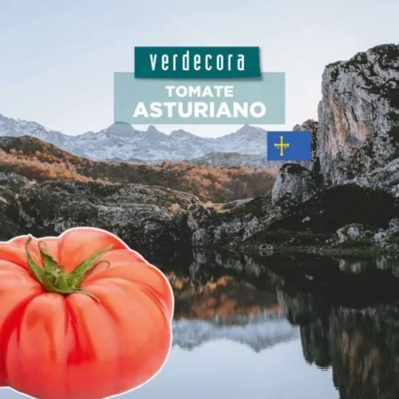 Tomate asturiano Verdecora