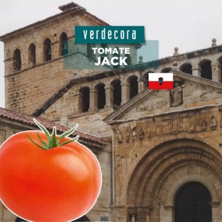 Tomate Jack de Cantabria Verdecora