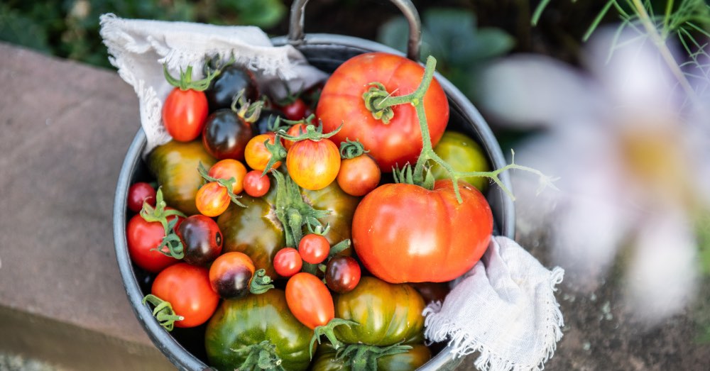 12 variedades de tomate para plantar en tu huerto