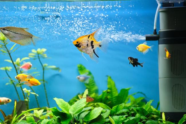 Accesorios para el acuario