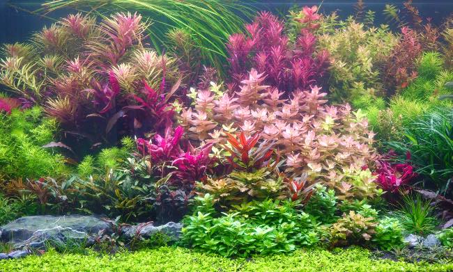 Definir el estilo, fundamental en cómo montar un acuario