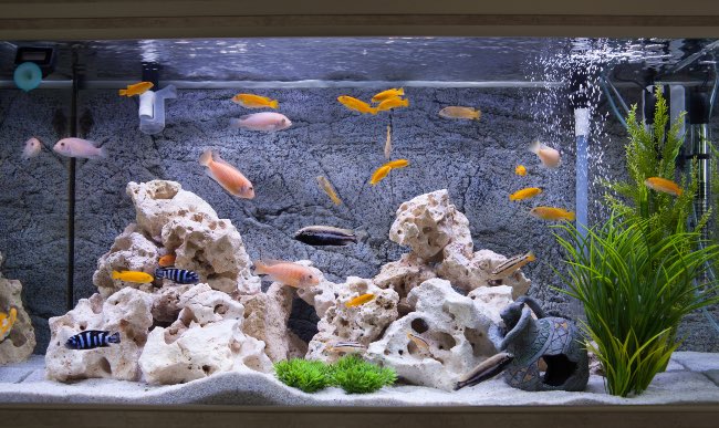 Acuario en Verdecora