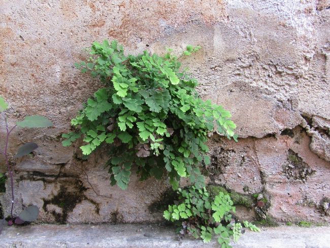 Helecho Adiantum creciendo en una pared.