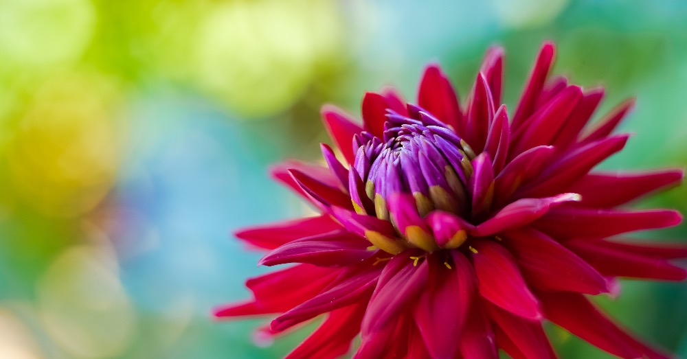 Bulbos para plantar en primavera que florecen en verano