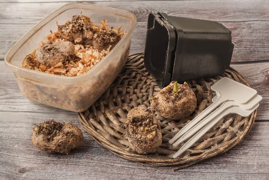 Reproducción de bulbos de primavera por cornos