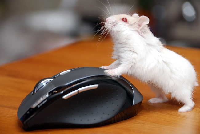 Características del hámster albino