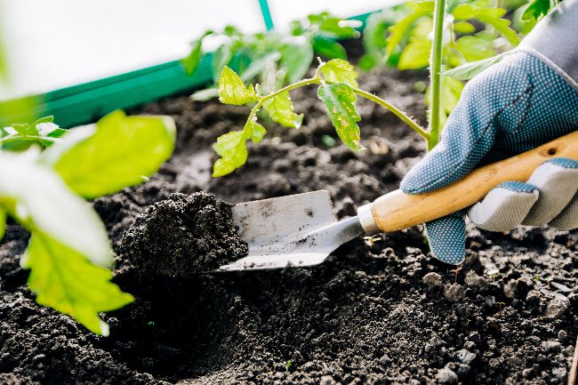 Cavar la tierra en profundidad, un error para la fertilidad del huerto.