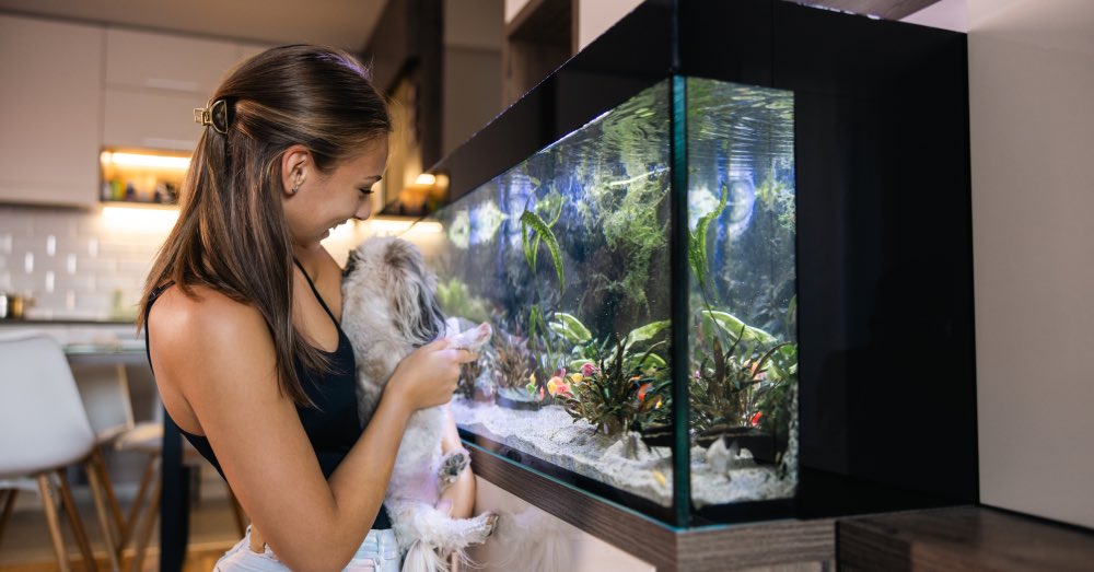Cómo montar un acuario: guía práctica sobre instalación y mantenimiento