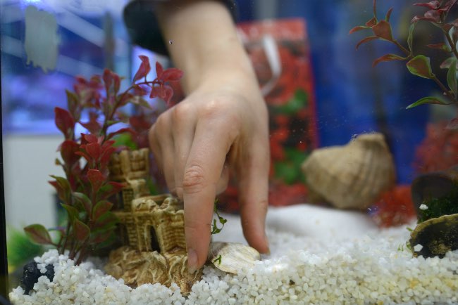 Decoración, el primer paso en el montaje del acuario