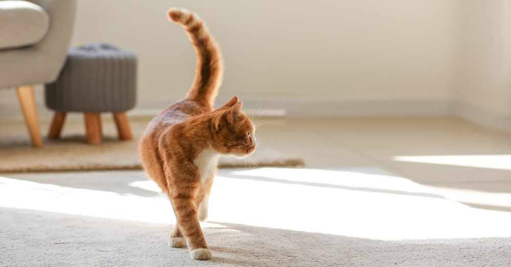 Desparasitación interna en gatos: todo lo que debes saber