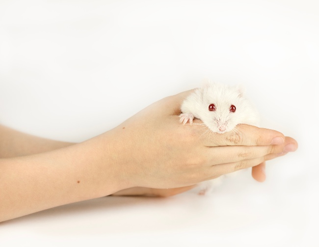 Hámster albino