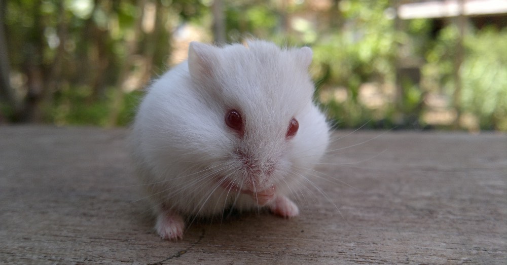 Hámster albino: características y cuidados especiales