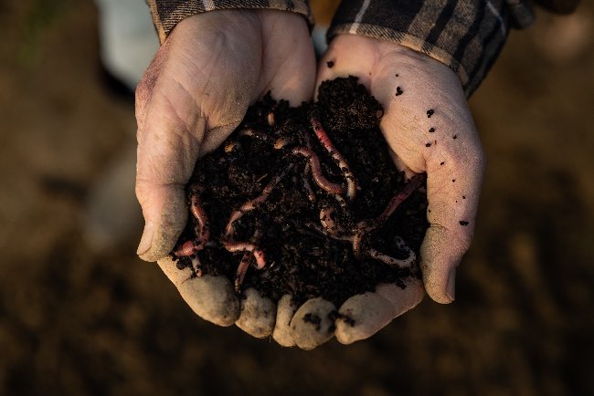 Lombrices, claves para la fertilidad de la tierra del huerto.