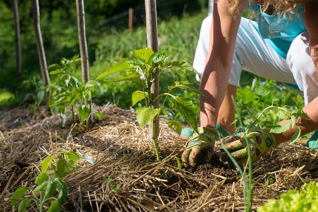 Mulching, clave para proteger la fertilidad de la tierra.