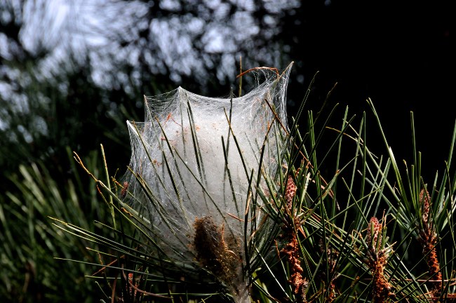 Nido de oruga del pino