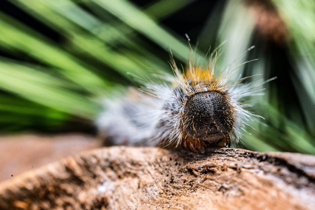 Macro de la oruga procesionaria del pino