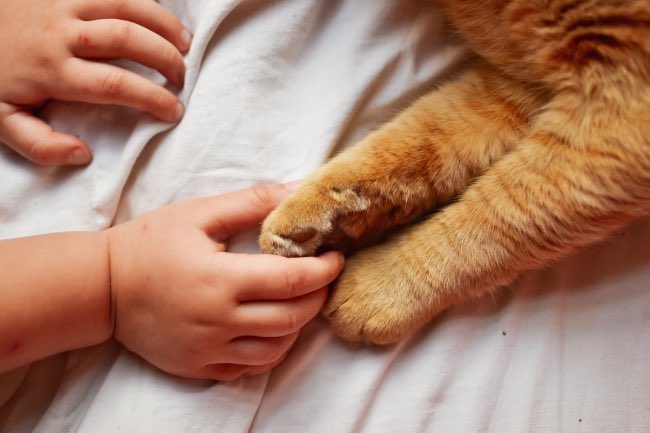 El peligro de los parásitos internos de los gatos