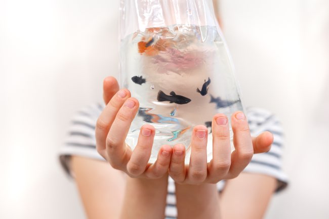 Introducir los peces, el último paso en cómo montar un acuario.