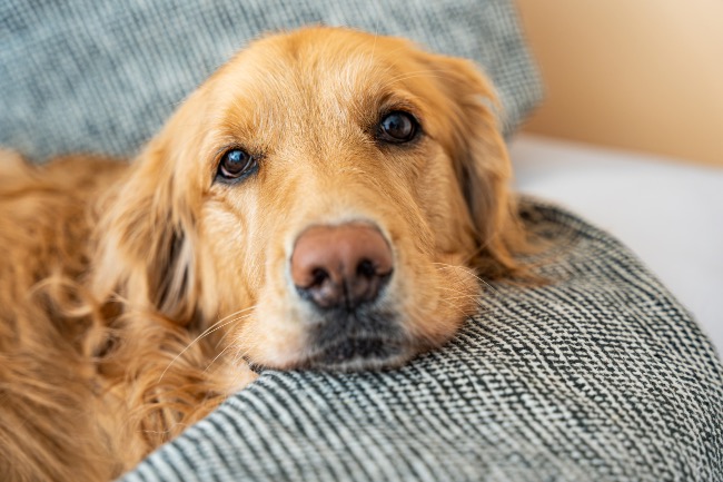 Efecto de la oruga procesionaria en perros