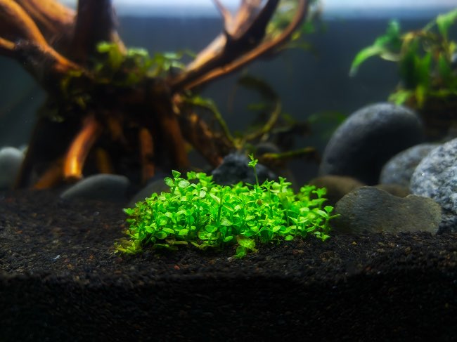 Planta de acuario