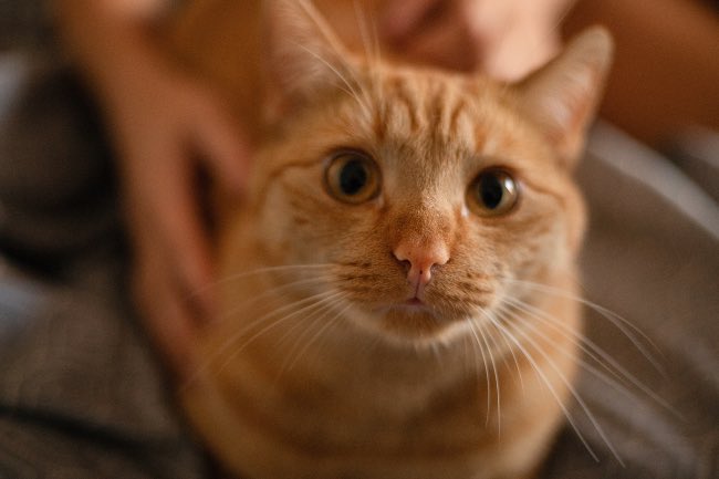 Síntomas de parásitos internos en gatos