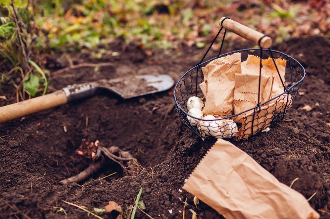 Bulbos que florecen en verano