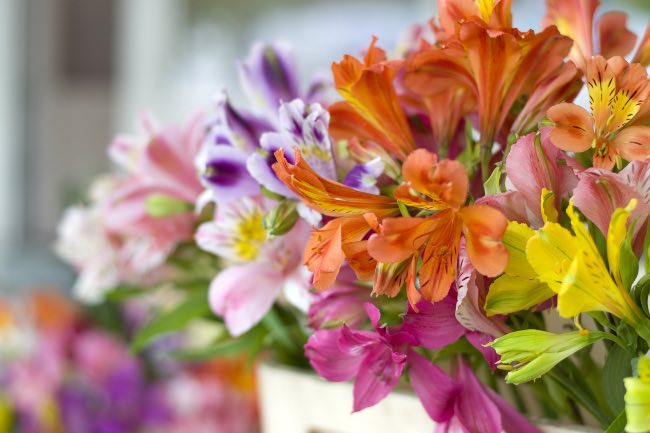 Alstroemeria, una de las flores de temporada de invierno