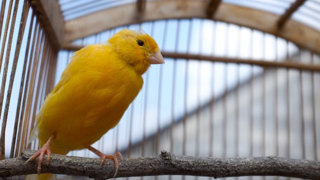 Alimentación para aves en Verdecora