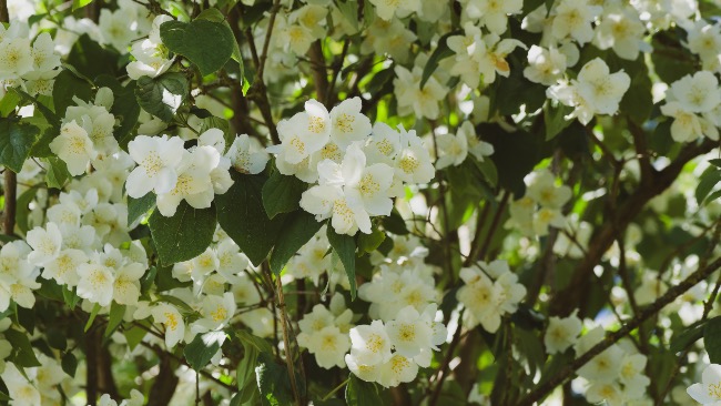Celindo en flor