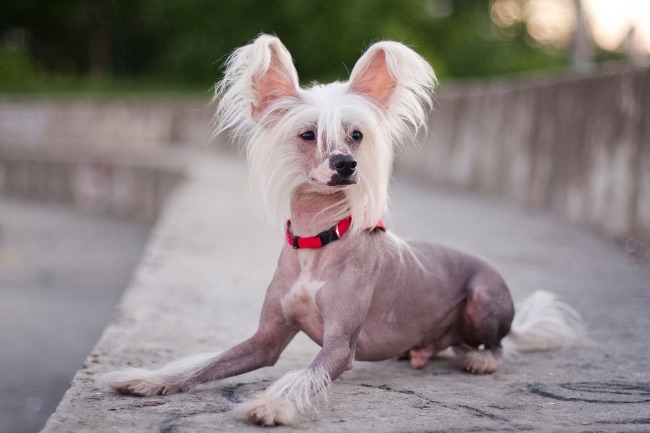 Crestado chino sin pelo, uno de los perros sin pelo más elegantes.