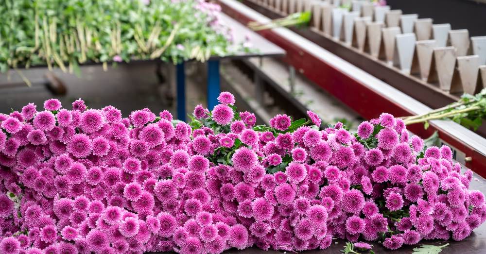 Flores de temporada por estación: ¿cuáles son y por qué elegirlas?